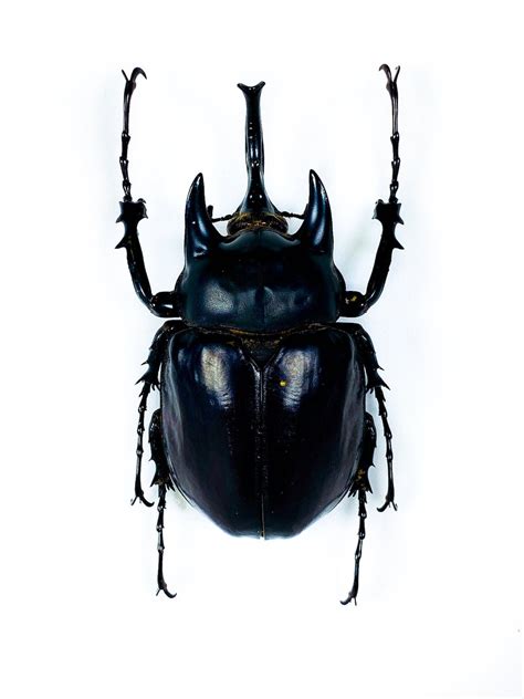 Real Giant Rhino Beetle for Insect Art Project Megasoma Actaeon ...