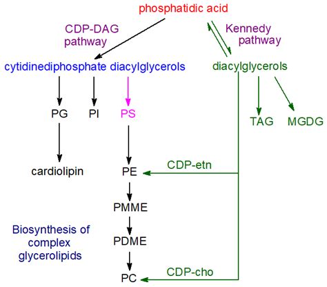 21.3: Biosynthesis of Membrane Glycerolipids - Biology LibreTexts