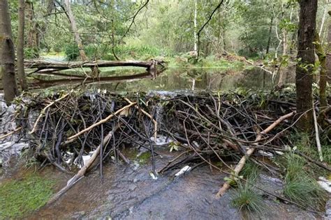 Beavers Save UK Town From Flooding By Building 70m Dam That Is Country