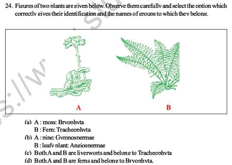 CBSE Class 10 Science MCQs Set 3 with Answers