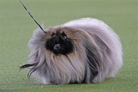 Prime Peke Wasabi The Pekingese Wins Westminster Dog Show