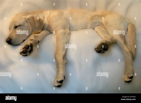 Yellow Lab Puppy Sleeping