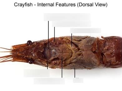 Crayfish dissection internal Diagram | Quizlet