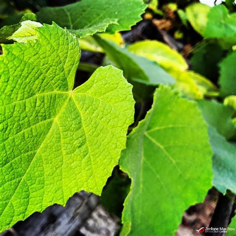 Identify Grape Vine Leaves