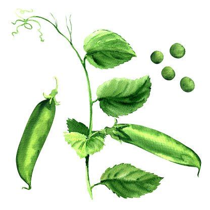 Fresh Green Pea Pod Peas Plant Isolated Watercolor Illustration