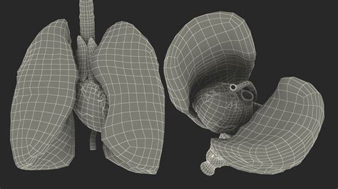 Female Anatomy Lungs And Heart 3d Model 129 3ds Blend C4d Fbx