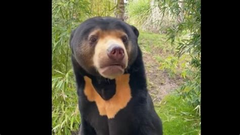 After China zoo, UK shares video of 'human-like bear.' Watch | Trending ...