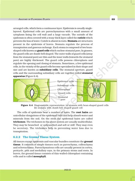 Ncert Book For Class 11 Biology Chapter 6 Anatomy Of Flowering