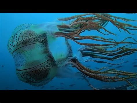 GoPro World S First Footage Of Chirodectes Maculatus Jellyfish YouTube