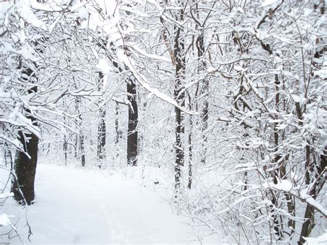 Free Images Tree Forest Branch Frost Weather Season Trees