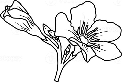 Wild Flower Line Art Illustration 10863277 PNG