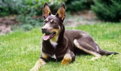 10 Things You Didn't Know About the Australian Kelpie