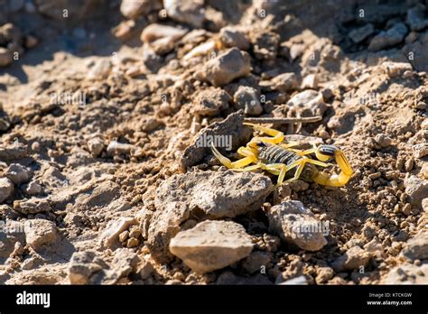 Palestinian Yellow Scorpion Hi Res Stock Photography And Images Alamy