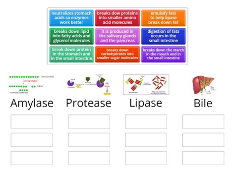 Enzymes in digestive system - Group sort