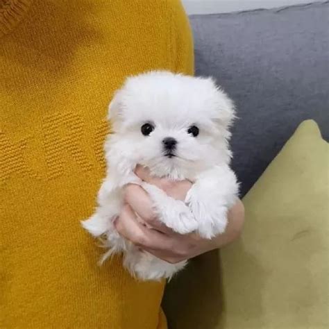 Bichon Maltez Mini Toy Bucuresti Sectorul Olx Ro