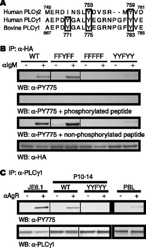 A New Tyrosine Phosphorylation Site In Plcγ1 The Role Of Tyrosine 775