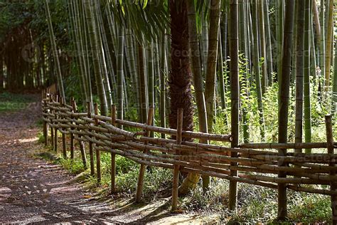 Natural landscape with bamboo garden view 4898256 Stock Photo at Vecteezy