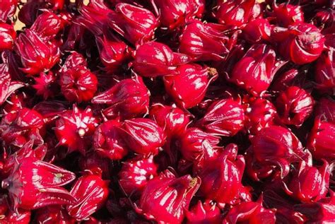 Roselle Hibiscus 25 Seeds Hibiscus Sabdariffa Jamaican Sorrel Florida