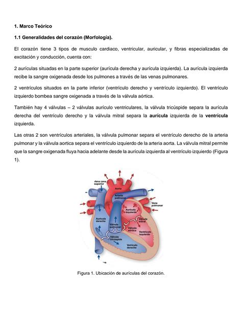 Solution Pr Ctica Fisiolog A Y Biof Sica I Studypool