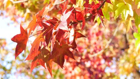 【葛飾区】早くも紅葉が楽しめる！水元公園の隠れた紅葉スポット、モミジバフウの並木（asa24） エキスパート Yahooニュース