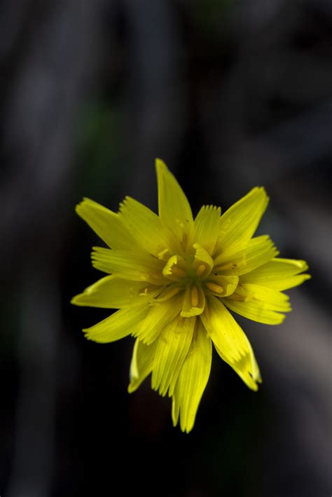 Microseris Lanceolata MIC5159 Alison Pouliot Photography