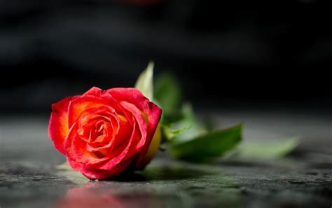 🔥 [50+] Valentine Roses Wallpapers | WallpaperSafari