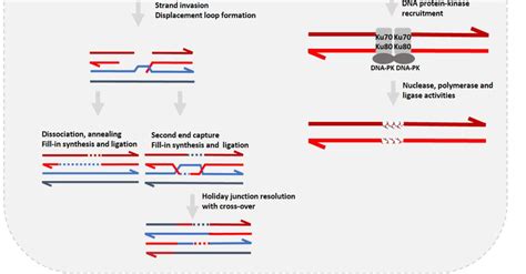 (A) Comparison of homologous recombination (HR) and non-homologous... | Download Scientific Diagram