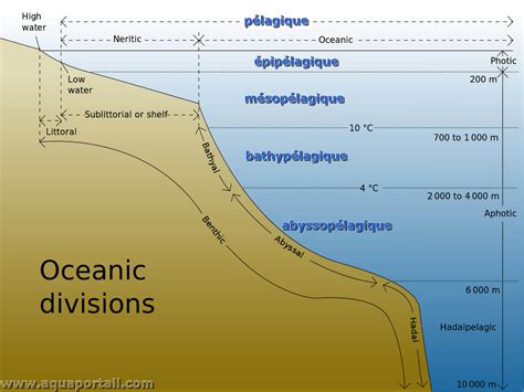 Zone P Lagique D Finition Et Explications Aquaportail Hot Sex