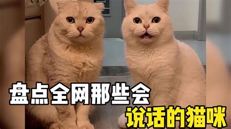 盘点全网那些会说话的猫咪，可以带他们去上学了猫咪 萌宠 萌宠视频 搜狐视频