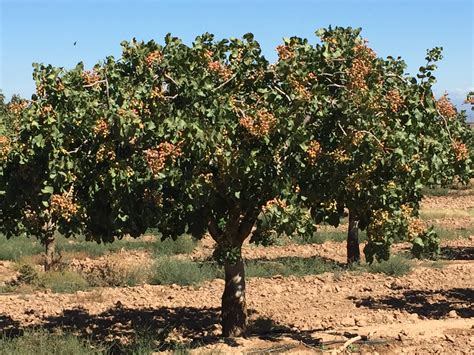 El árbol Del Pistacho Cómo Cultivar Los Pistachos