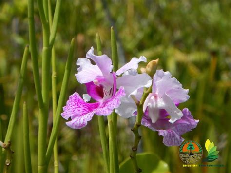 Papilionanthe hookeriana from Unnamed Road, Ladang Bisik, Singkohor ...