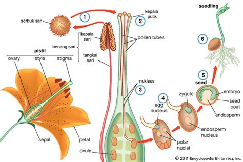 Mengenal Perkembangbiakan Generatif Pada Tumbuhan