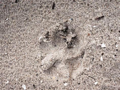 Verfolgen Sie Abdruck Im Goldenen Sand Des Strandes Stockbild Bild