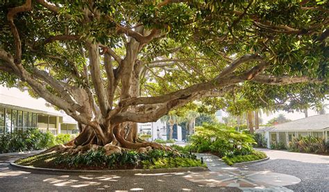 Miramar Moreton Bay Fig Tree | Santa Monica Conservancy