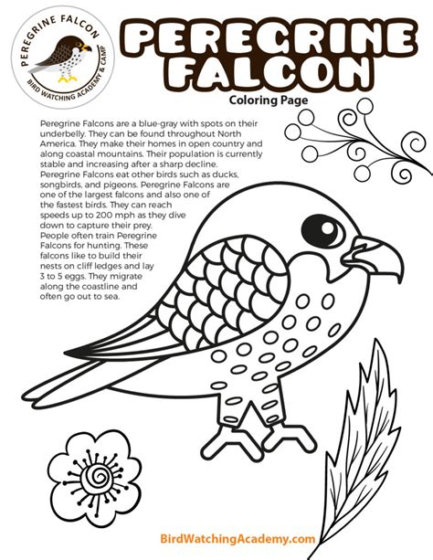 Peregrine Falcon Coloring Page