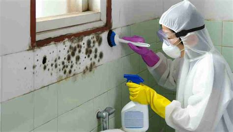 3 Essential Mold Removal Tips for Safer Homes