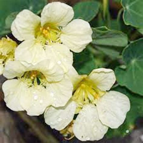 Qauzuy Garden White Oif Tropaeolum Nasturtium Seeds Very Rare