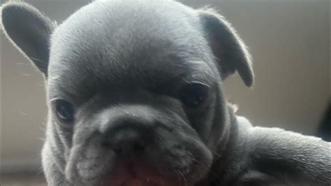 5 Week Old Frenchie Youtube