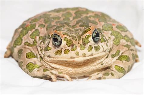 Premium Photo Big Ugly Frog Common European Toad Bufo