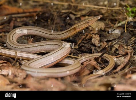 Burton Legless Lizard Hi Res Stock Photography And Images Alamy