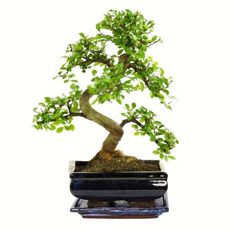 Ulmus Parvifolia Bonsai P S Aus China F R Nur Bei Uns Mydealz