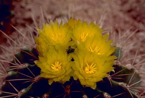 Free picture: barrel, cactus, flower, cactaceae