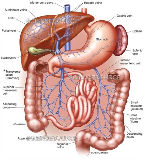 Hepatic Portal System Labeled Illus Stock Image Science Source