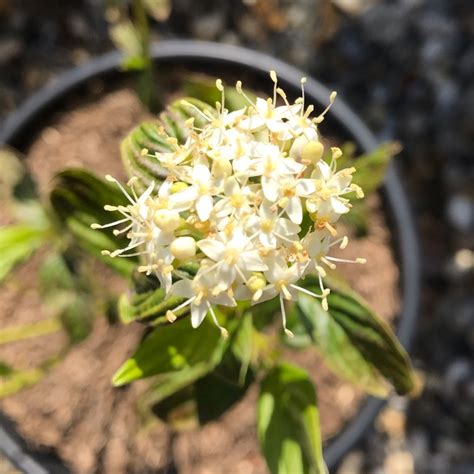 Cornus Sericea Flaviramea Syn Cornus Stolonifera Flaviramea