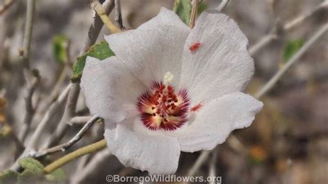 Plantfiles Pictures Hibiscus Species Paleface Rock Hibiscus