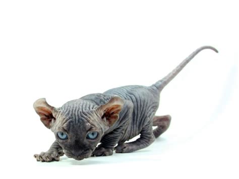 Elf Cat Breed: The Ultimate Guide To Owning This Rare Pet