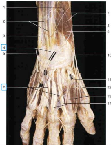 Lab Forearm And Dorsal Hand Dissector Images Flashcards Quizlet