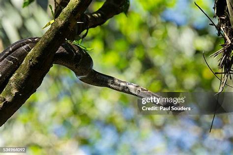 64 Rainforest Boa Constrictor Stock Photos, High-Res Pictures, and Images - Getty Images