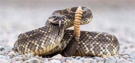 ‘super Rattlesnakes Found In This Remote Part Of California—a