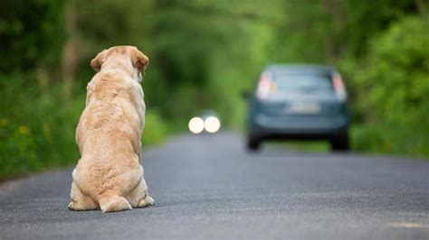 El drama del abandono animal en España El Día